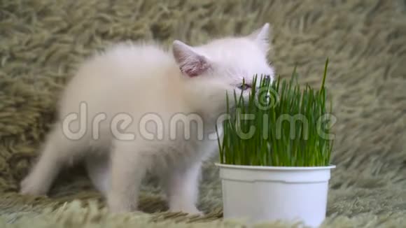 白小猫嗅着盆栽的草视频的预览图