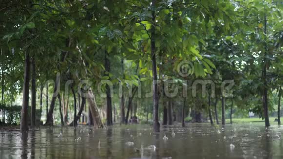 热带森林公园水坑里的大雨泰国曼谷的洪水4K慢动作视频的预览图