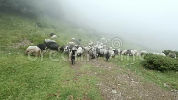 一群羊在雾的背景下在草地上吃青草视频的预览图