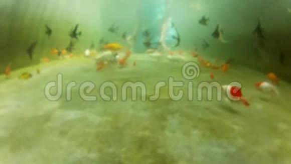 波夫水下金色鱼与年轻女孩坐在水下水下五颜六色的热带鱼视频的预览图