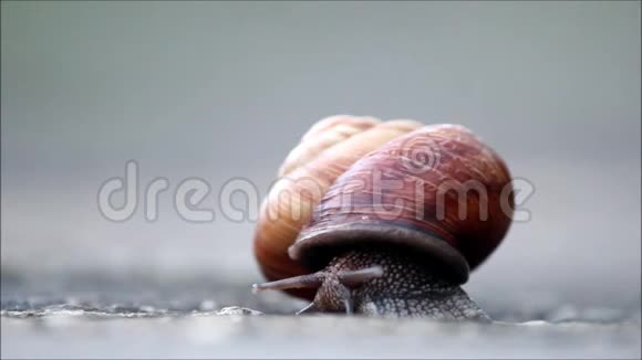 蜗牛阿丽亚娜阿布托勒姆慢慢地从它的壳里爬出来视频的预览图