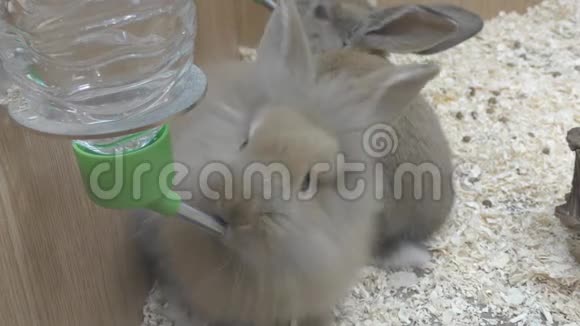 一只毛茸茸的小兔子在喝水视频的预览图