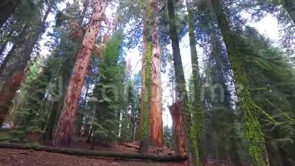 在阳光明媚的秋天一棵棵大红杉视频的预览图