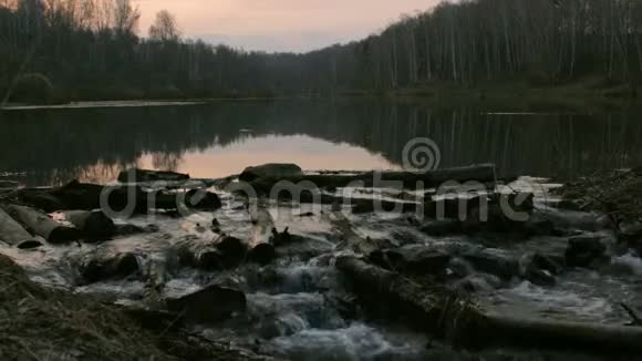 天然海狸森林中的池塘上的水坝动物游泳早春傍晚视频的预览图