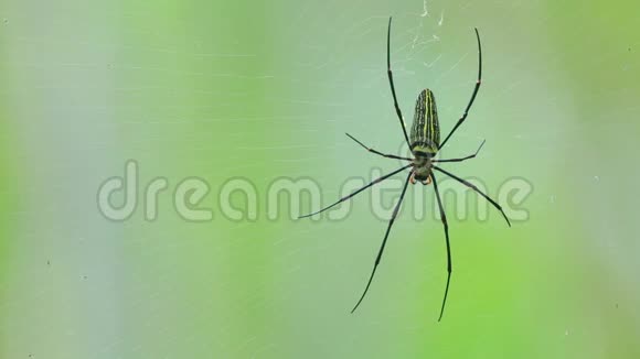巨型金球织蜘蛛或北部金球织蜘蛛视频的预览图