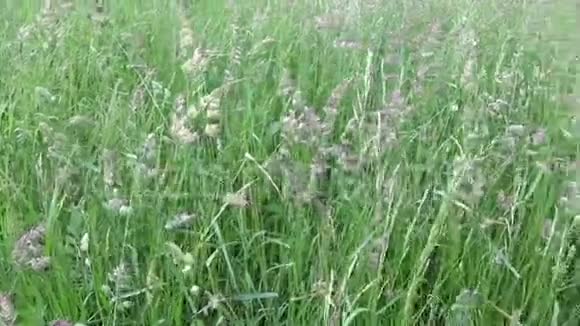 夏季野外活动中的球脚鸭绿草水平全景摄像机用视频的预览图