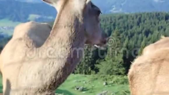 驯养的鹿在农场里吃视频的预览图