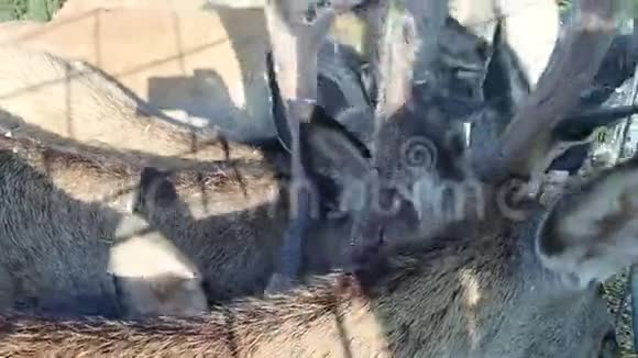 驯养的鹿在农场里吃视频的预览图