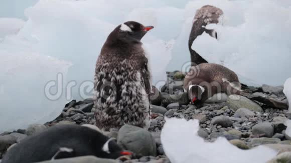 一群企鹅在南极洲的鹅卵石上休息安德列夫视频的预览图