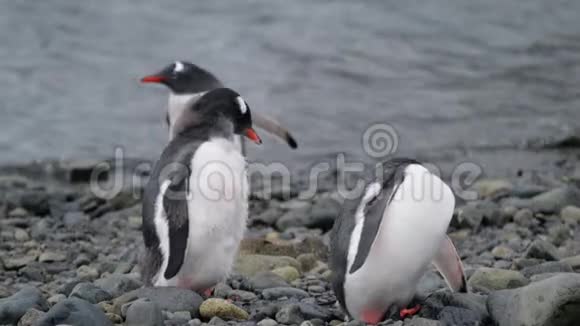 三只企鹅站在海边安德列夫视频的预览图