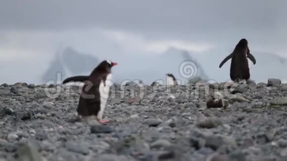 两只企鹅爬上鹅卵石安德列夫视频的预览图