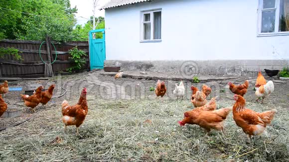 俄罗斯农村宅院内红纯种鸡视频的预览图