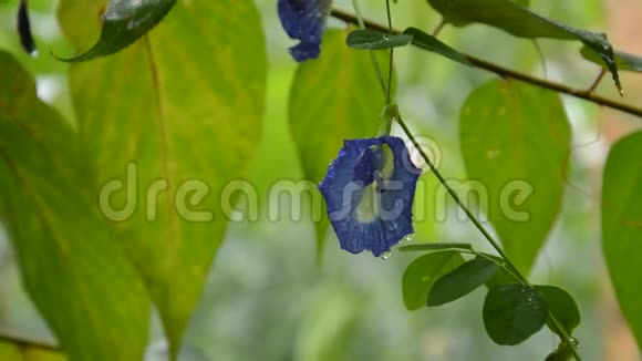 雨天花园早午餐挂的蝴蝶豌豆花视频的预览图