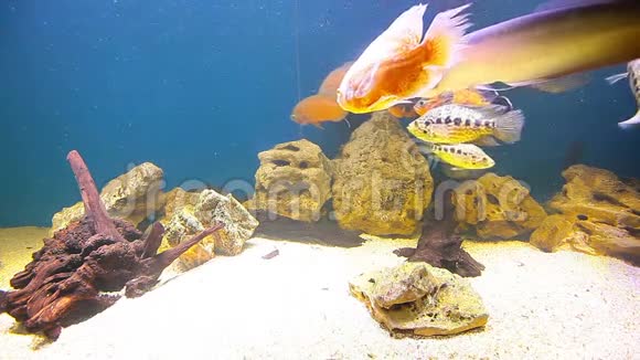珊瑚鱼视频的预览图