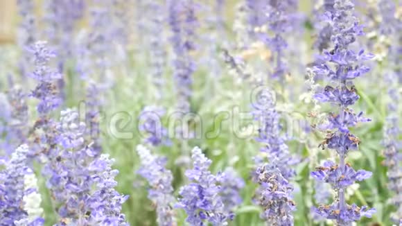 蓝色萨尔维亚蓝色鼠尾草花草地上美丽的紫罗兰花和青草视频的预览图
