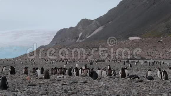 企鹅生活在山腰上有岩石视频的预览图