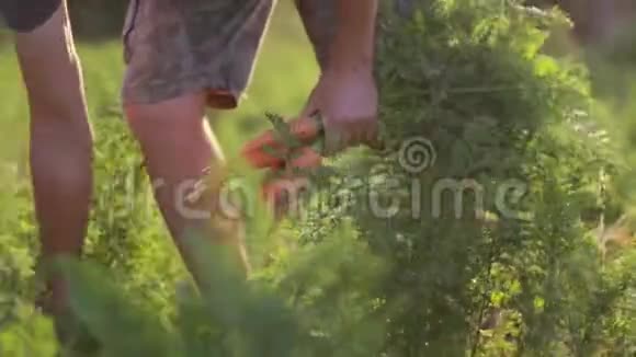 农民采摘和持有胡萝卜的生物产品视频的预览图