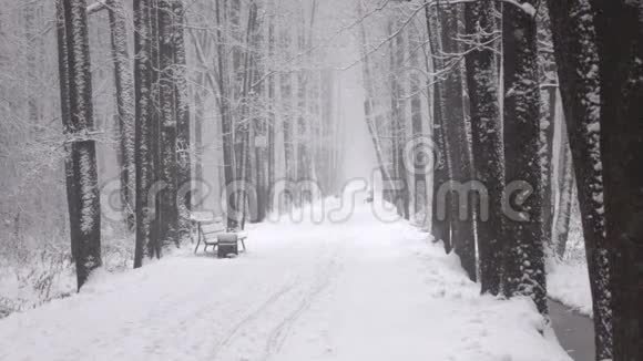 落在森林前面的雪视频的预览图