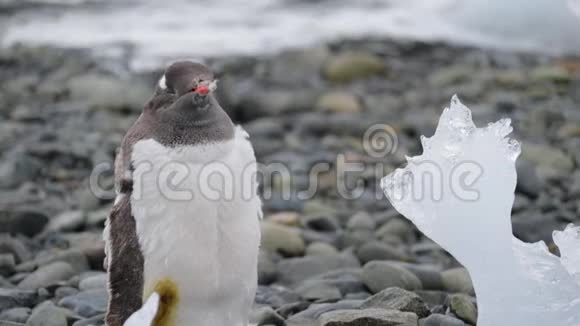 企鹅喙里有一根羽毛安德列夫视频的预览图