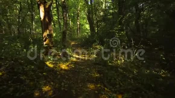 在森林里散步视频的预览图