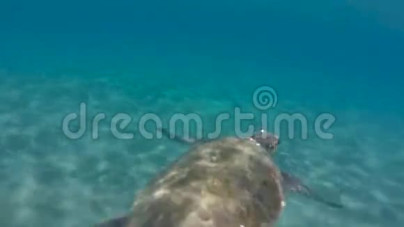 海龟在碧海中游泳视频的预览图