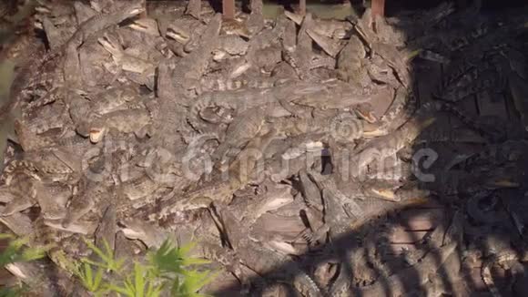 TonleSap湖鳄鱼农场内的鳄鱼景观视频的预览图