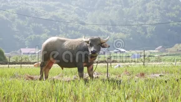 在绿色的热带丘陵背景下年轻的水牛用绳子拴在草地上4k视频的预览图
