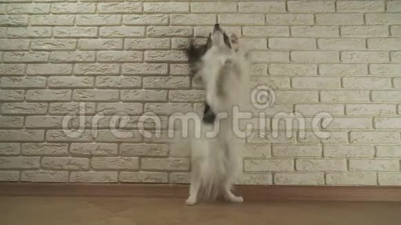 狗狗帕皮龙的后腿与装饰砖墙旋转股票录像视频的预览图