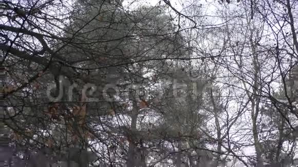 冬季森林的景色视频的预览图