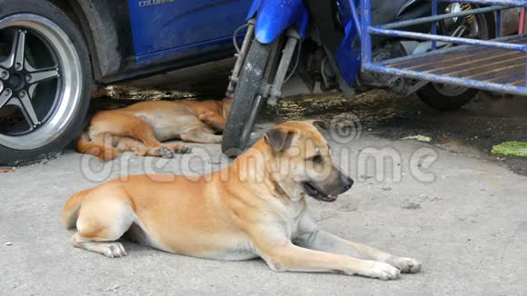 两只流浪狗躺在蓝色汽车下的街道上无家可归的狗视频的预览图