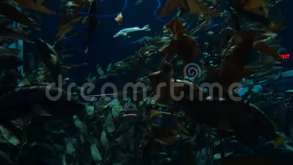 水下鱼类和植物生命2视频的预览图