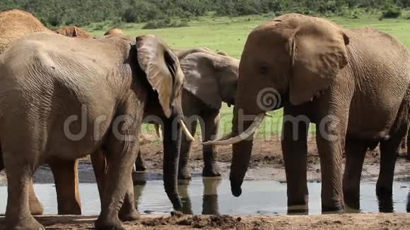 水洞里的大象视频的预览图