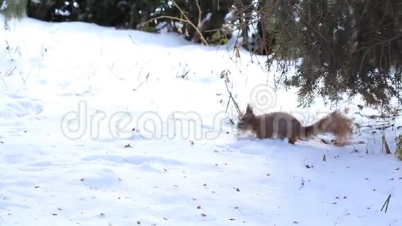 冬天的森林里小松鼠在雪地上奔跑视频的预览图