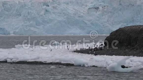 冰面附近一群大西洋企鹅的景色视频的预览图