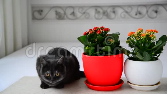 一只灰小猫坐在盆花旁边视频的预览图