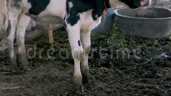 农场里的饿牛视频的预览图