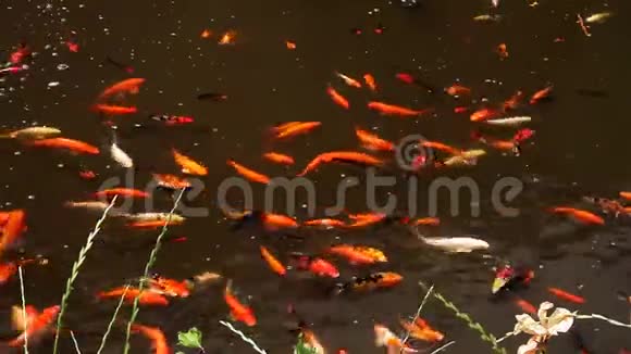 池塘里游泳的鲤鱼群视频的预览图
