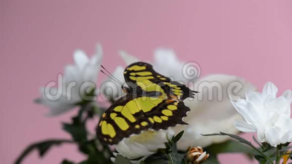 白色花朵上的热带蝴蝶视频的预览图