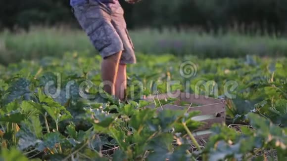 在有机农场收获西葫芦小胡瓜的年轻男性农民视频的预览图