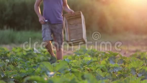 在有机农场收获西葫芦小胡瓜的年轻男性农民视频的预览图