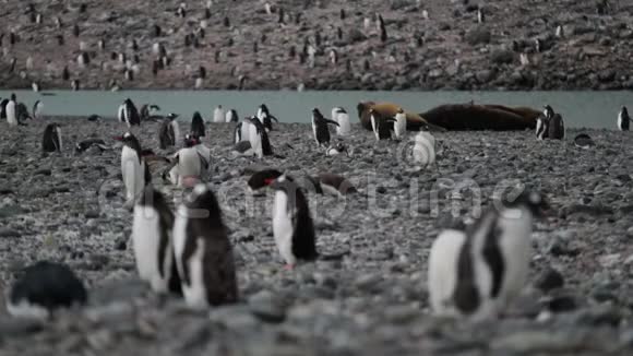 企鹅跑着落在岩石上安德列夫视频的预览图