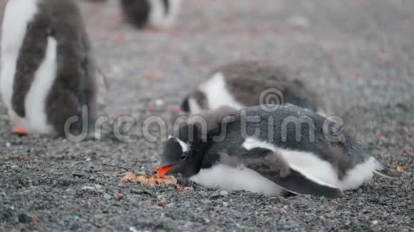 企鹅趴着吃东西安德列夫视频的预览图
