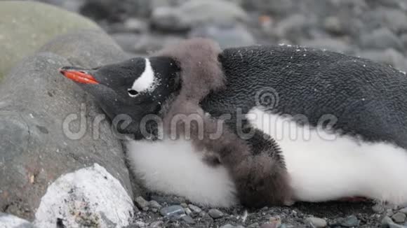 企鹅躺着把头靠在石头上安德列夫视频的预览图