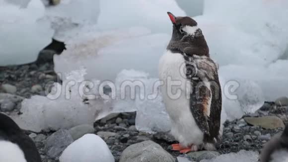 企鹅摔成了一块冰安德列夫视频的预览图