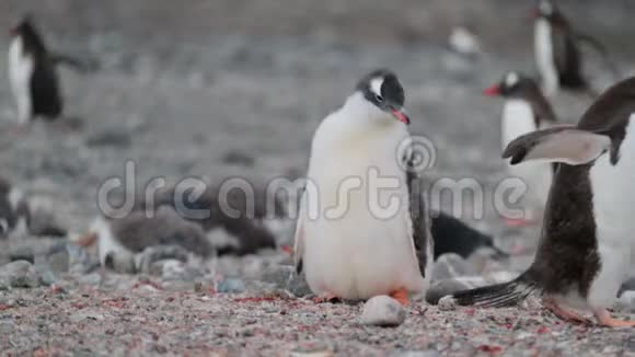 一只南极小企鹅走上台阶安德列夫视频的预览图