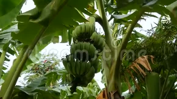 从下面的棕榈树上可以看到一大串未成熟的香蕉视频的预览图