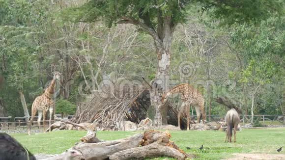 非洲热带稀树草原动物在泰国著名的khaokheo动物园的空地上觅食长颈鹿水牛鸵鸟视频的预览图