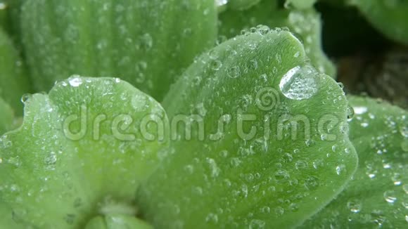 水滴在植物叶子上从上面的绿色植物的特写叶子与干净的淡水滴视频的预览图