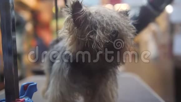 湿可爱的小狗在宠物的头发沙龙洗后烘干4K视频的预览图