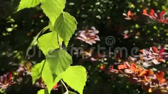 美丽的桦树叶视频的预览图